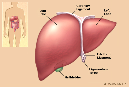 liver_illustration.jpg